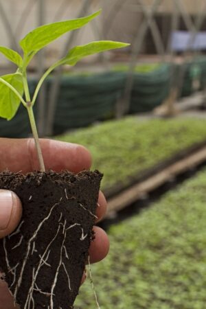 Wszystko o nawozach płynnych i zbiornikach na nawozy płynne co powinieneś wiedzieć.