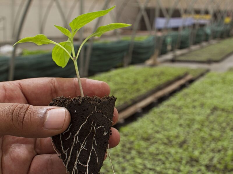Wszystko o nawozach płynnych i zbiornikach na nawozy płynne co powinieneś wiedzieć.