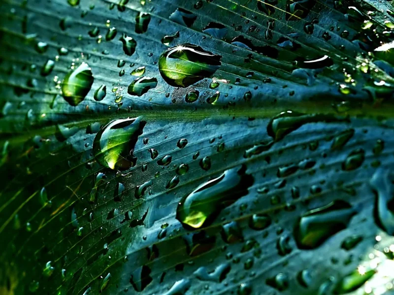 Oszczędzaj wodę i pieniądze dzięki nowoczesnym zbiornikom na deszczówkę