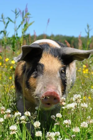 Chlewnia 200 loch: nowoczesne karmienie i inteligentne zarządzanie stadem